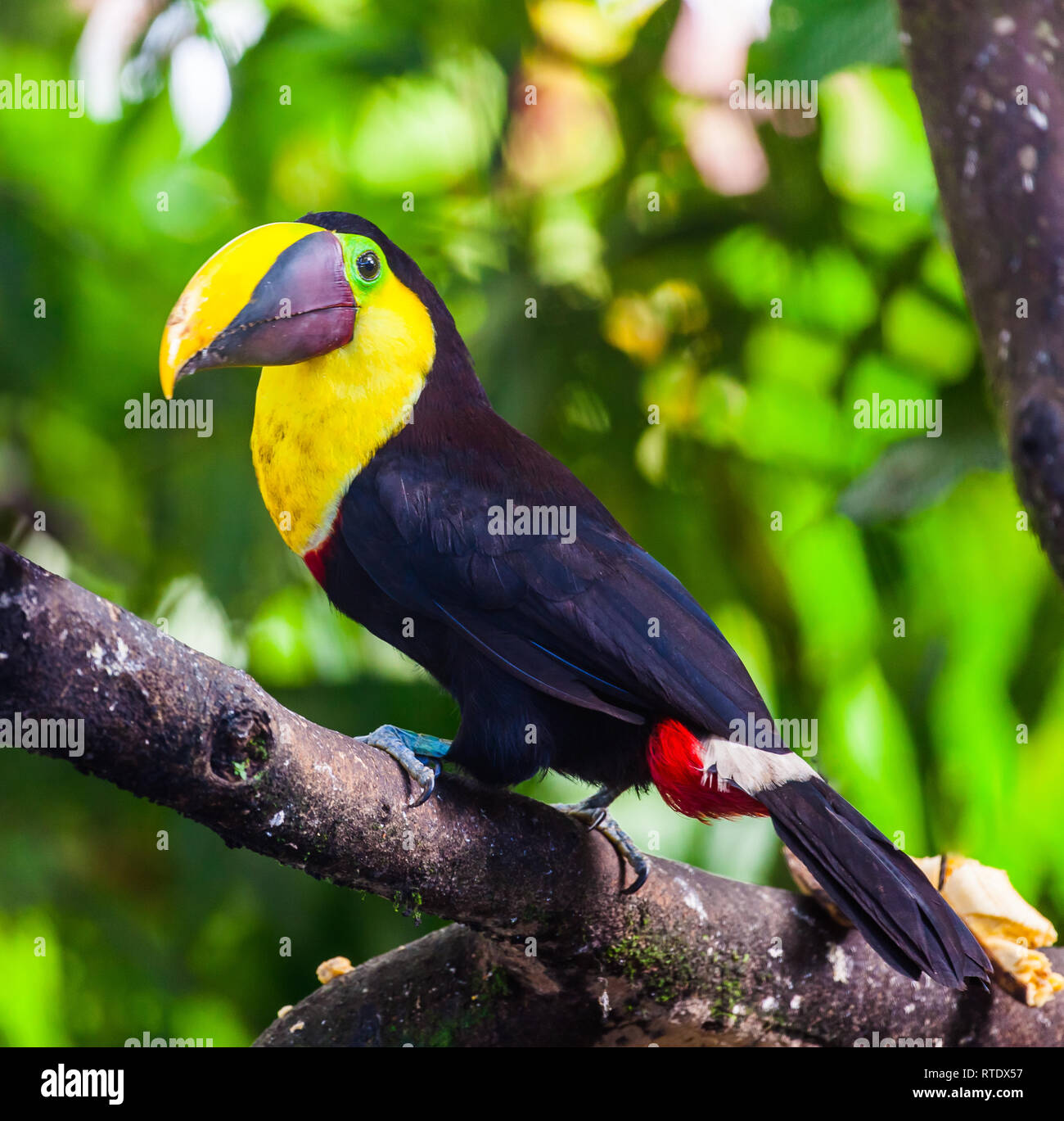 Tucan giallo torace, uccello del grande becco giallo con nero, come pure il suo piumaggio. Choco toucan (Ramphastos Brevis) Foto Stock