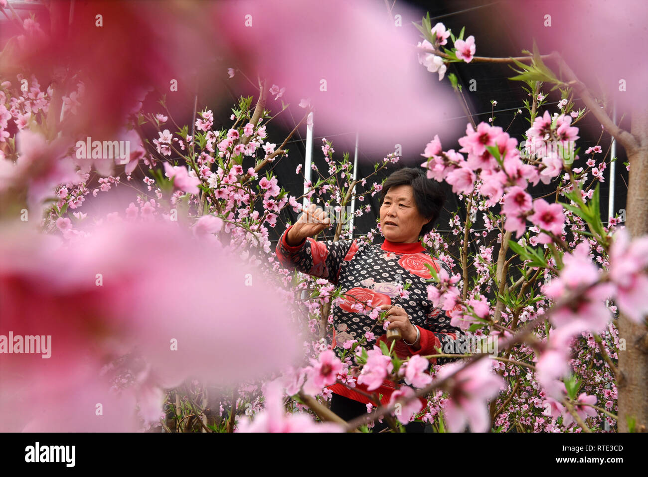 (190301) -- ZIBO, 1 marzo 2019 (Xinhua) -- un agricoltore pollinates peach fiori in una serra in Yiyuan County, città di Zibo, est della Cina di Provincia di Shandong, 1 marzo 2019. (Xinhua/Zhao Dongshan) Foto Stock