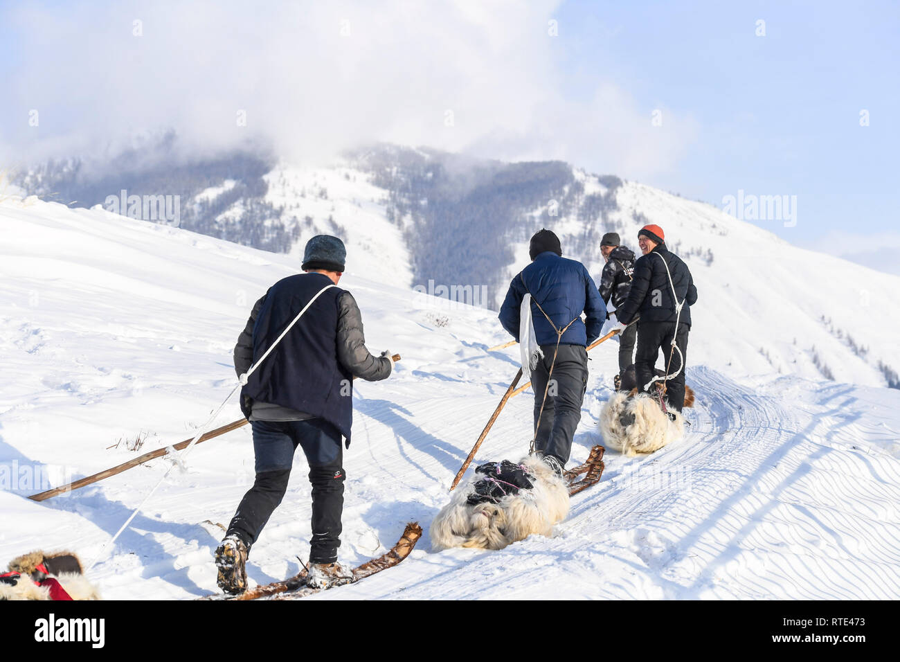 (190301) -- degli Altai, 1 marzo 2019 (Xinhua) -- Foto scattata il 5 gennaio, 2019 mostra mandriani salendo fino alla cima di una collina con pelo snowboards in Kanas scenic area, a nord-ovest della Cina di Xinjiang Uygur Regione autonoma. Silanbek Sahshi, un 65-anno-vecchio uomo di Kazak gruppo etnico, è un ereditiere del tradizionale fur-snowboard-making nello Xinjiang. Come la quarta generazione di erede della sua famiglia artigiane, Silanbek è stato impegnato nel settore dell'artigianato per quasi 50 anni.La pelliccia snowboard sono fatte di pino o legno di betulla e coperto con horsehide. Il horsehide può fornire attrito quando gli sciatori andare in salita, come grainin Foto Stock