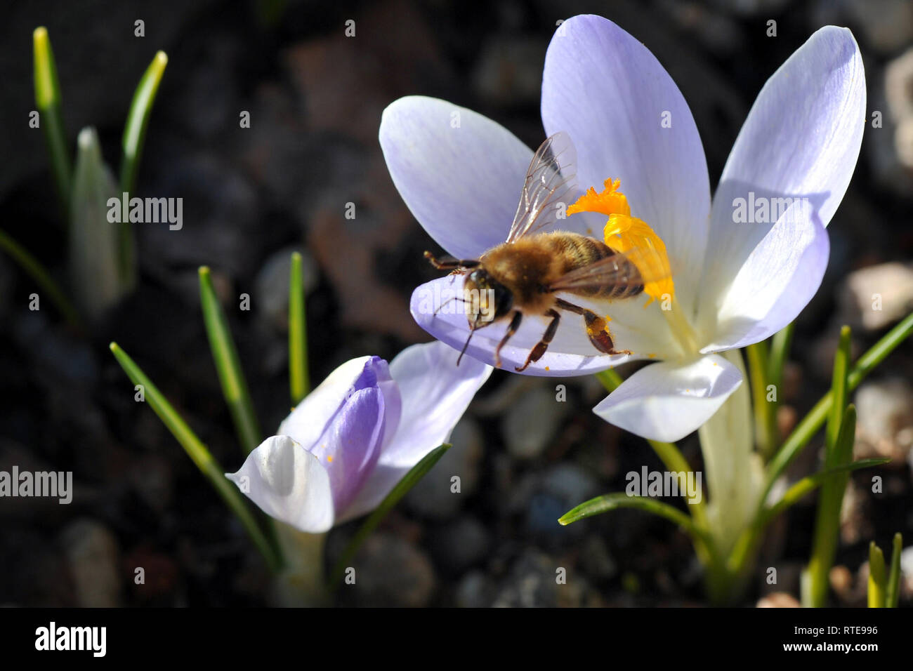 Liberec, Repubblica Ceca. Il 27 febbraio, 2019. Un'ape raccoglie il polline dal Crocus fiori al Giardino Botanico a Liberec nella Repubblica Ceca. Il fiore di aroma seducente attira le api native e impollinatori uguali. Fioritura primaverile di crochi forniscono una delle prime fonti di polline di anno in molti luoghi in un momento in cui non c'è molto cibo è disponibile per le api a raccogliere. Credito: Slavek Ruta/ZUMA filo/Alamy Live News Foto Stock