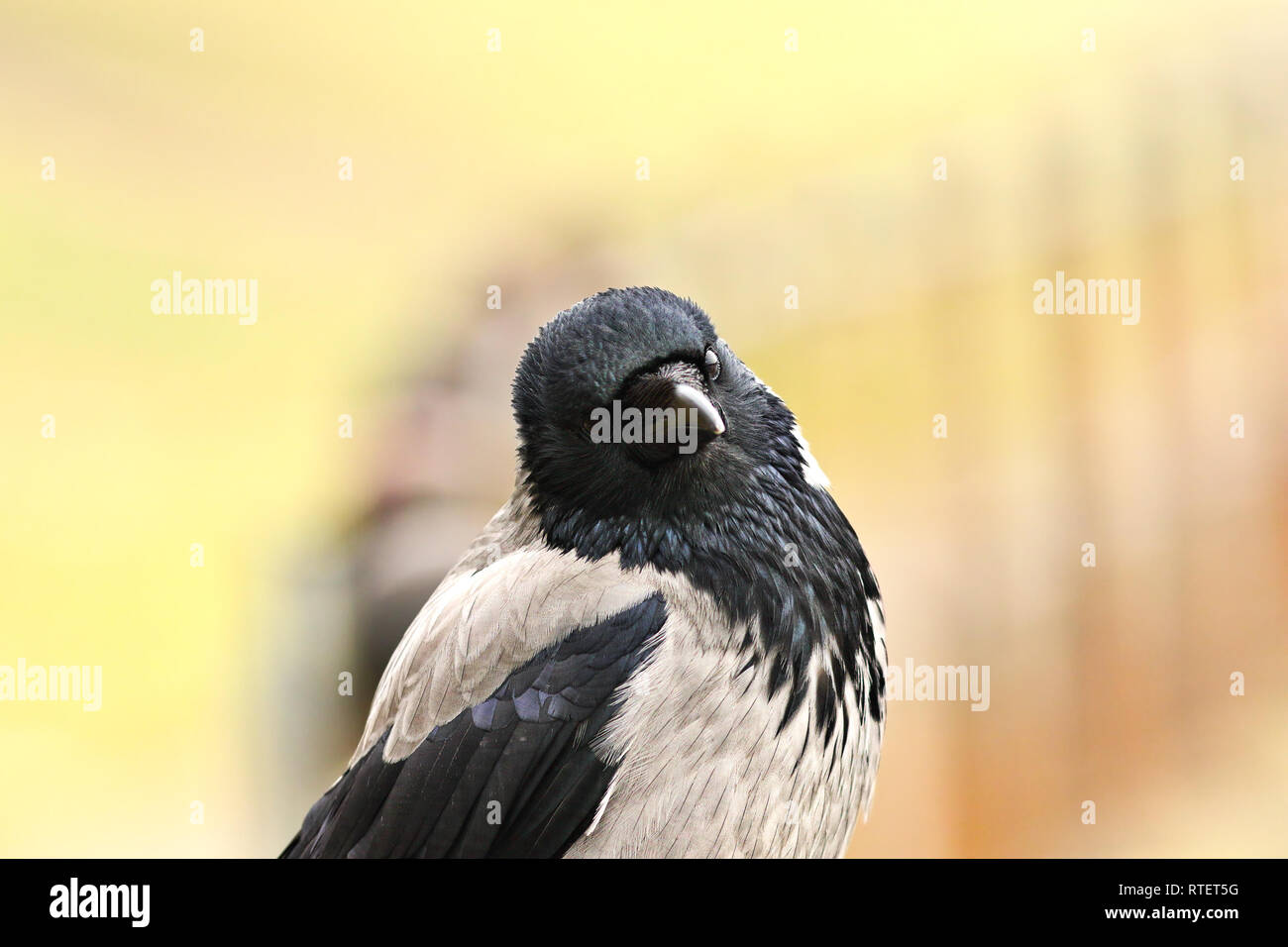 Ritratto di una cornacchia mantellata ( Corvus cornix ) Foto Stock