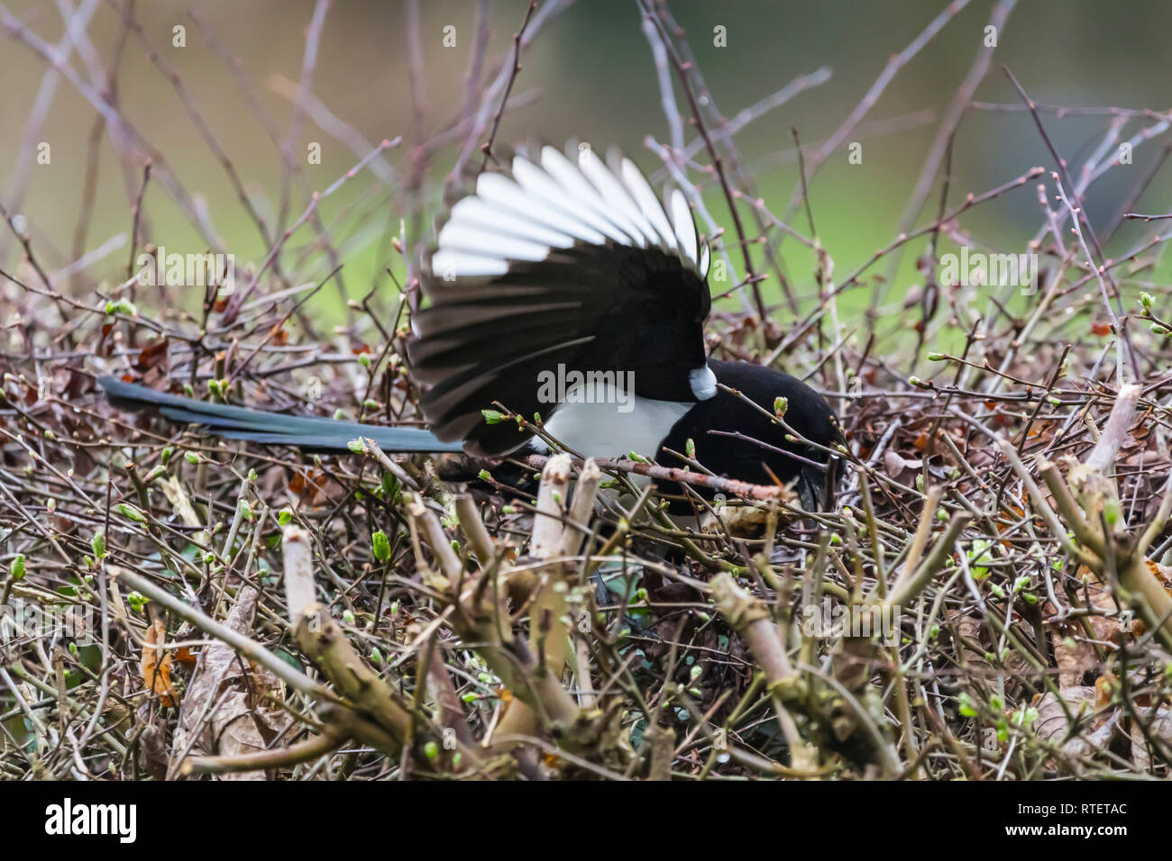 Eurasian Gazza uccello (Pica pica) prelievo di ramoscelli di un nido in inverno nel West Sussex, Regno Unito. Foto Stock
