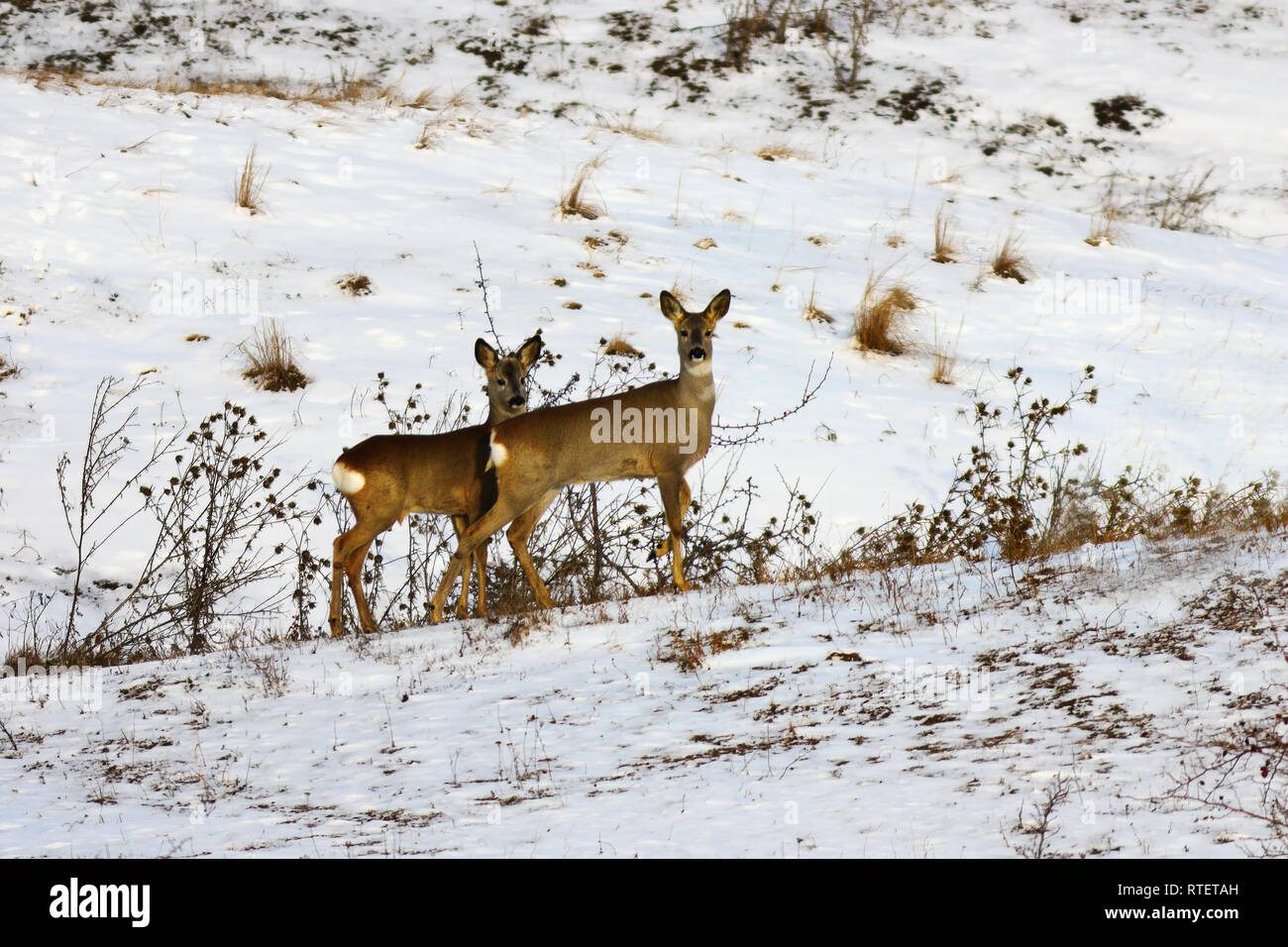 Due curiose caprioli in una giornata invernale ( Capreolus capreolus ) Foto Stock