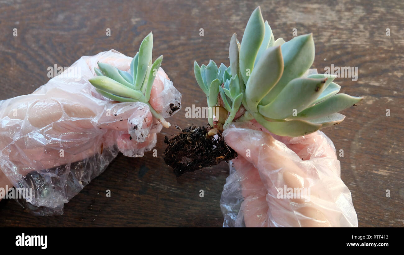 Separare le mani succulenta derivano dalla pianta madre per il ripicchettaggio. Foto Stock