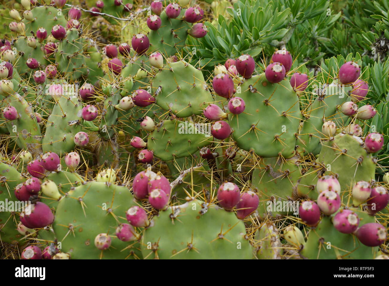 L' Opuntia ficus-indica mit Früchten, Lanzarote, Kanarische isole Foto Stock