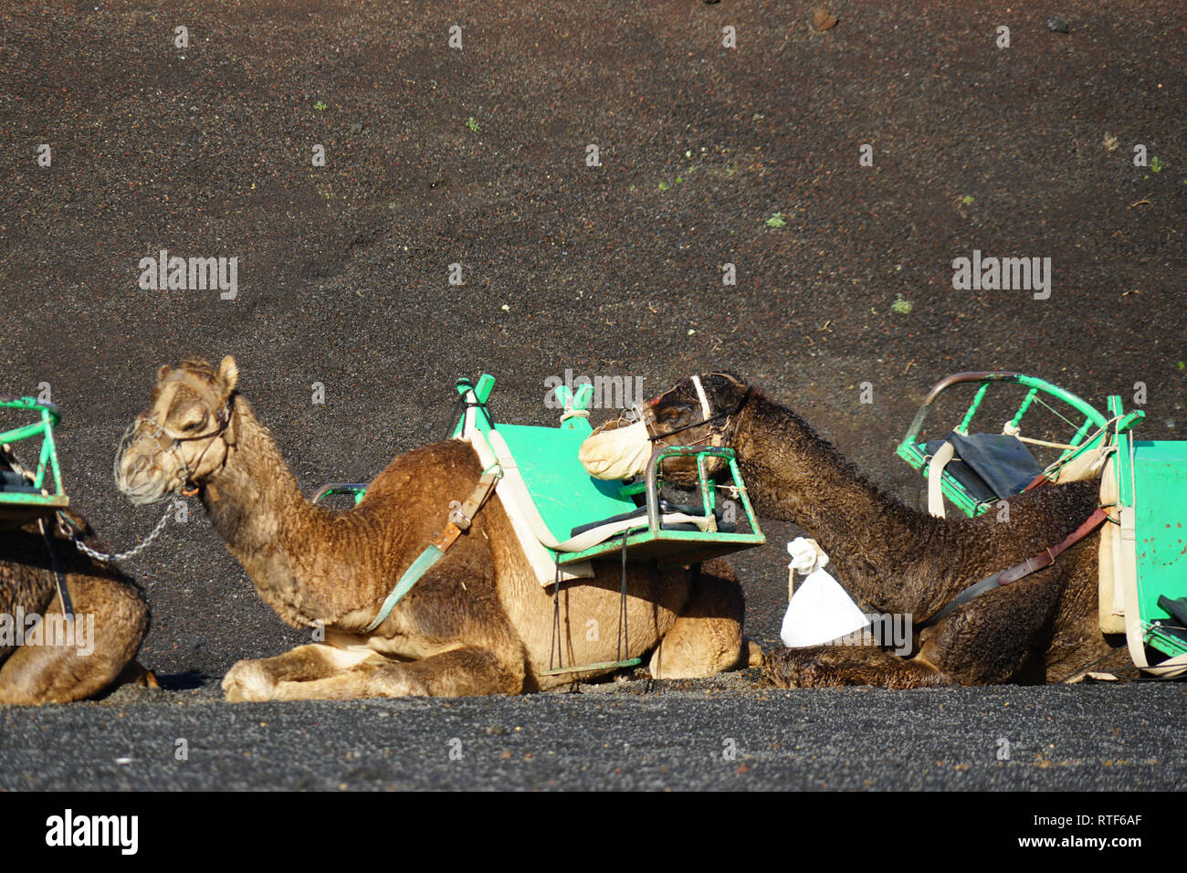 Dromedarstation, Echadero de los Camellos y Museo de Rocas, Nationalpark Timanfaya, Lanzarote, Kanarische isole Foto Stock