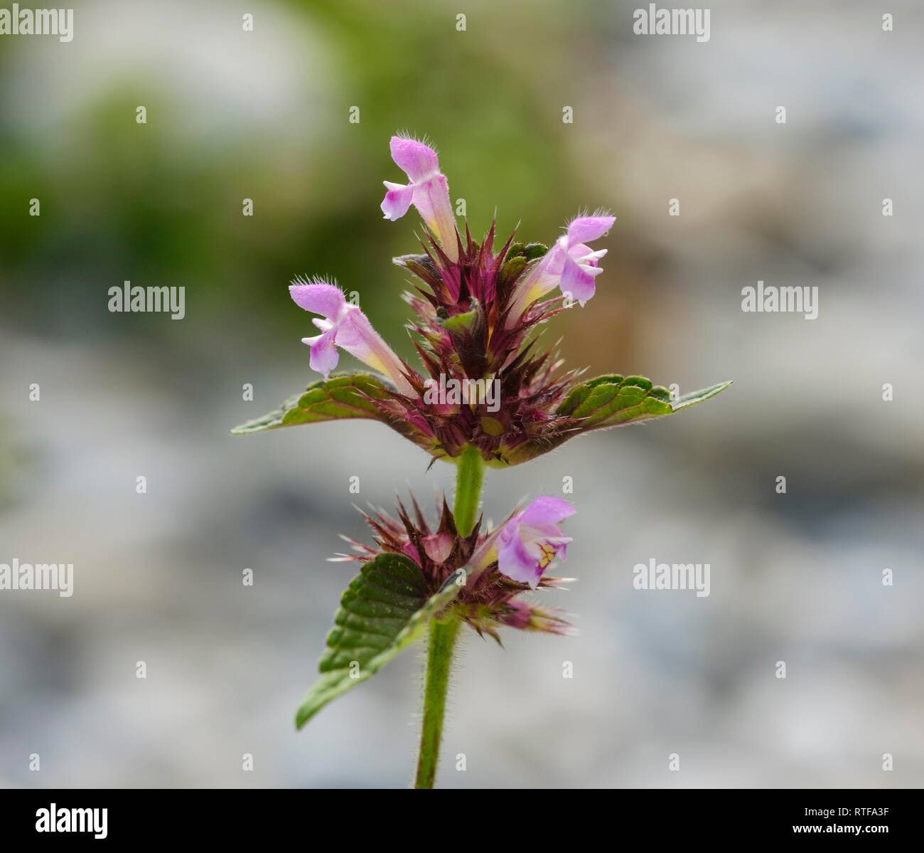 Hedge woundwort (Stachys sylvatica), fiore, Baviera, Germania Foto Stock