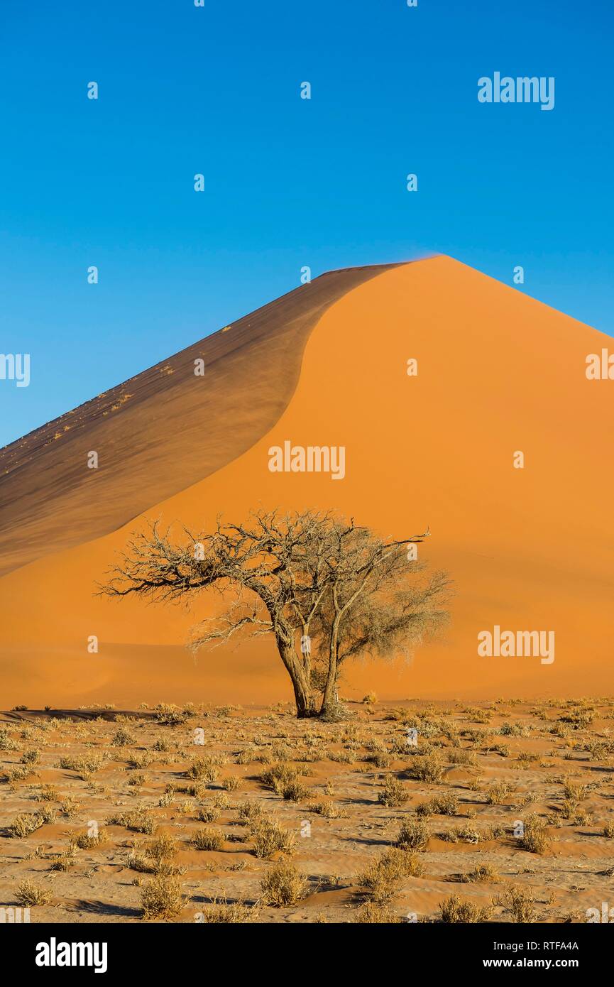Albero Camelthorn (Acacia erioloba) prima che il gigante duna sanddune 45, Namib-Naukluft National Park, Namibia Foto Stock