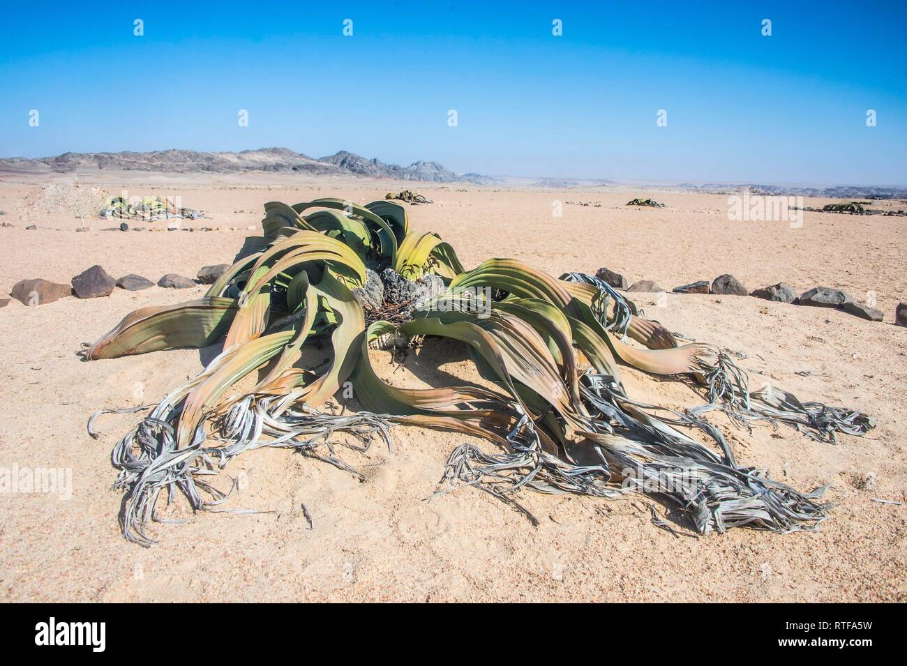 Welwitschia (Welwitschia mirabilis), Namib Desert, Namibia Foto Stock