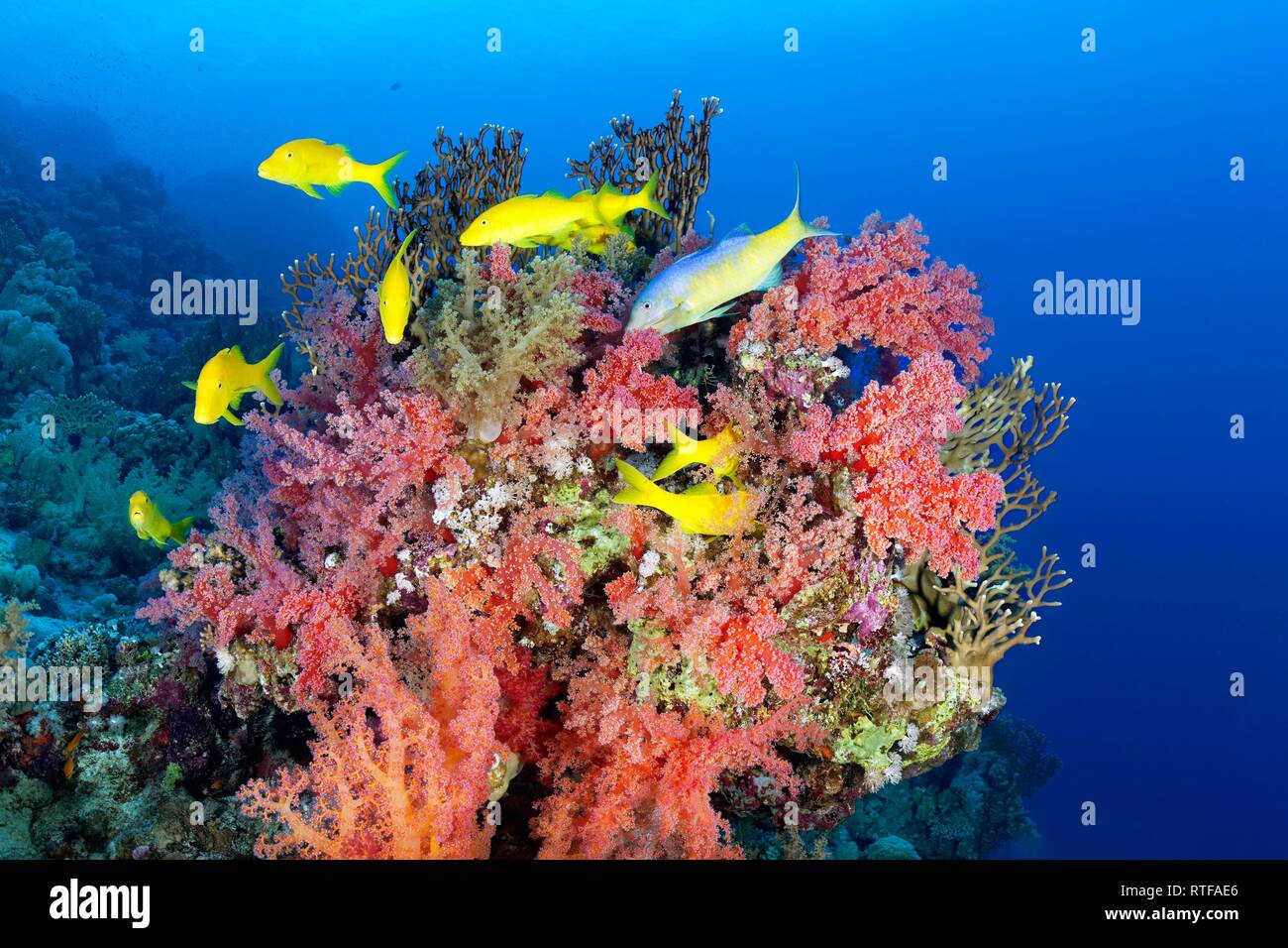 Sciame Golden Goatfishes (Parupeneus cyclostomus) guarda al blocco di corallo con red Klunzinger del corallo morbido (Dendronephthya Foto Stock