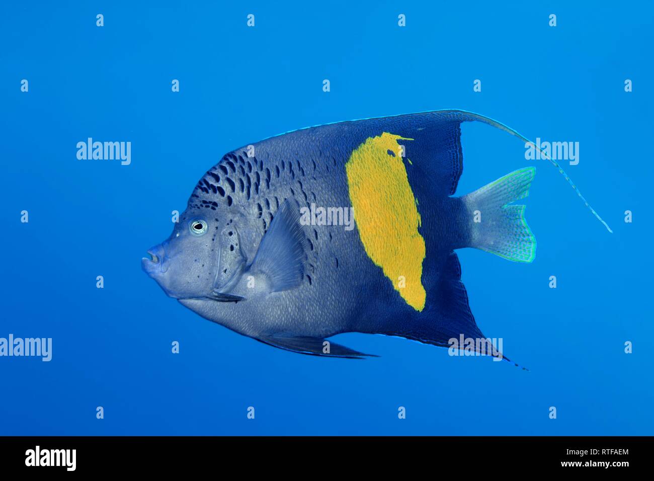 Halfmoon angelfish (Pomacanthus maculosus), Mar Rosso, Egitto Foto Stock