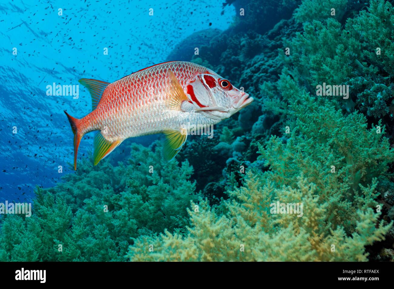 Sabre squirrelfish (Sargocentron spiniferum) nuota sulla barriera corallina con Litophyton arboreum (Litophyton arboreum), Mar Rosso Foto Stock