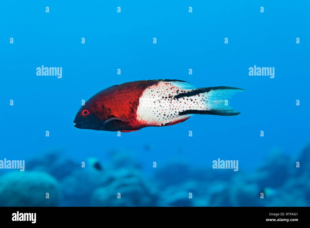 Lira-tail hogfish (Bodianus anthioides) nuota su Coral Reef, Mar Rosso, Egitto Foto Stock