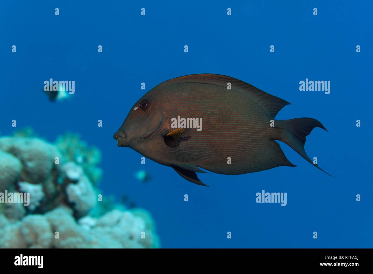 Surgeonfish striato (Ctenochaetus striatus) nuota su Coral Reef, Mar Rosso, Egitto Foto Stock