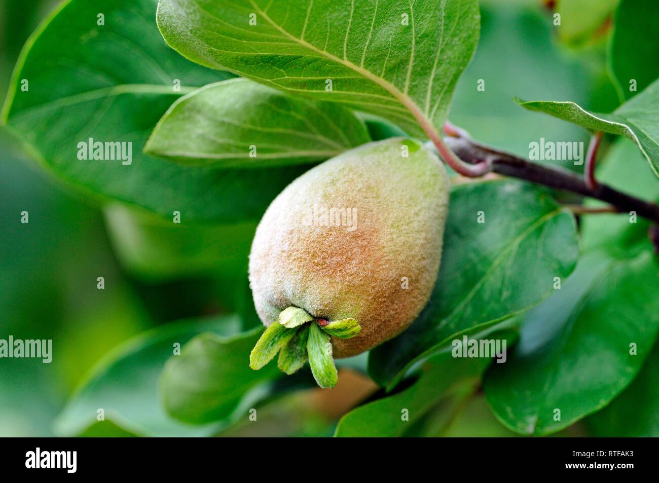 Pera mela cotogna (Cydonia oblonga), il ramo con i frutti acerbi, Nord Reno-Westfalia, Germania Foto Stock