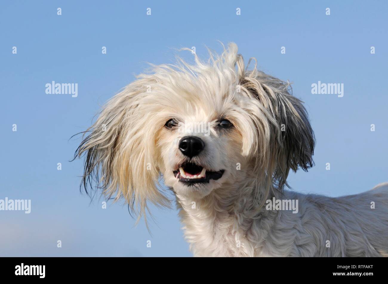 Crested cinese cane glabre, animale ritratto, Austria Foto Stock