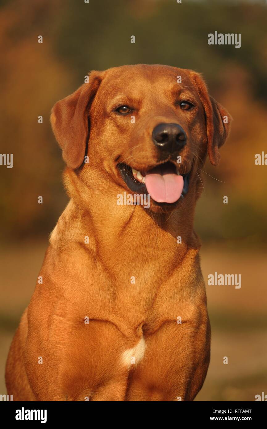 Il Labrador retriever giallo, maschio, ritratto animale, Austria Foto Stock