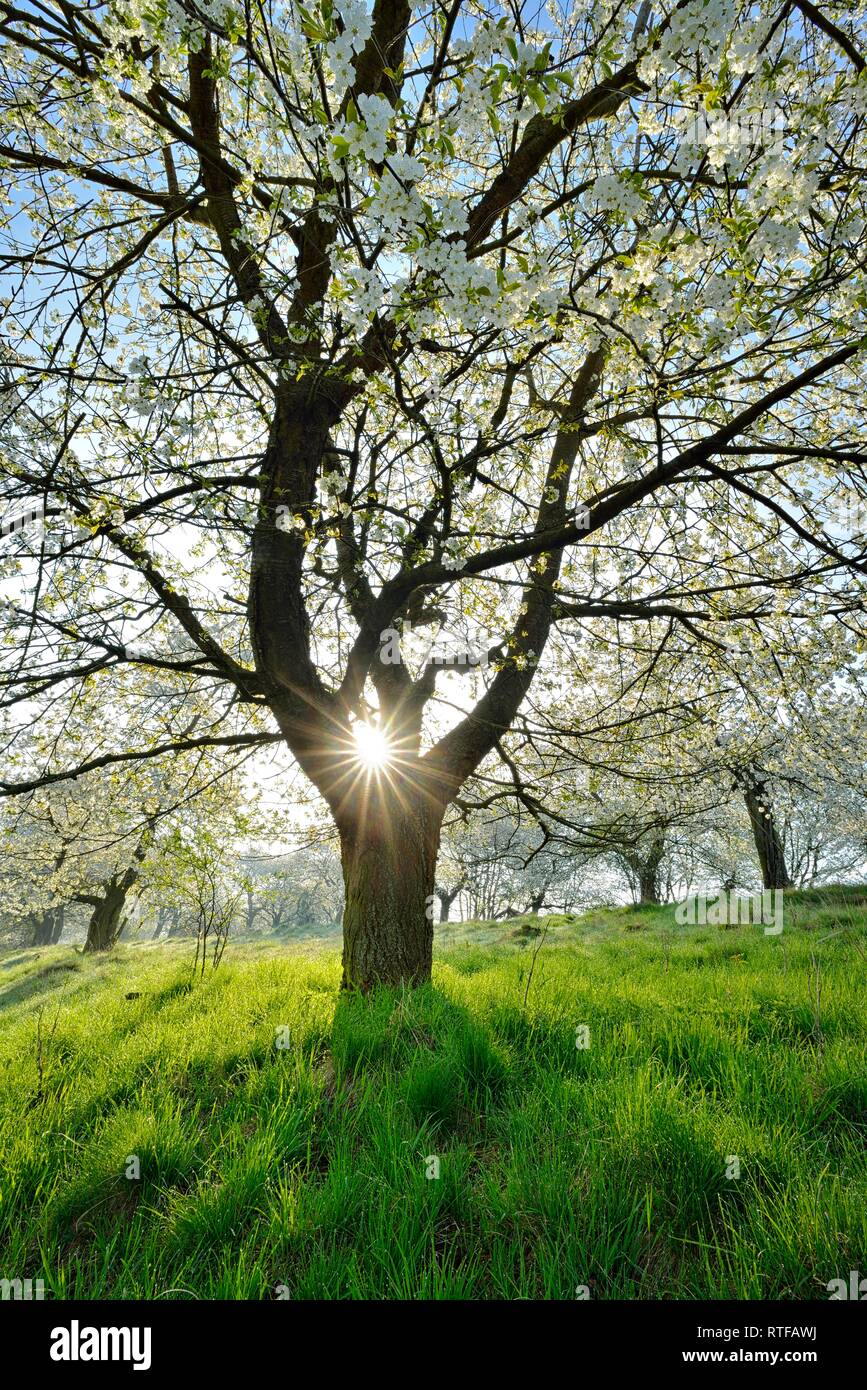 La molla prato con alberi da frutto, il sole splende attraverso la fioritura di ciliegio (Prunus), prato con gocce di rugiada, Burgenlandkreis Foto Stock