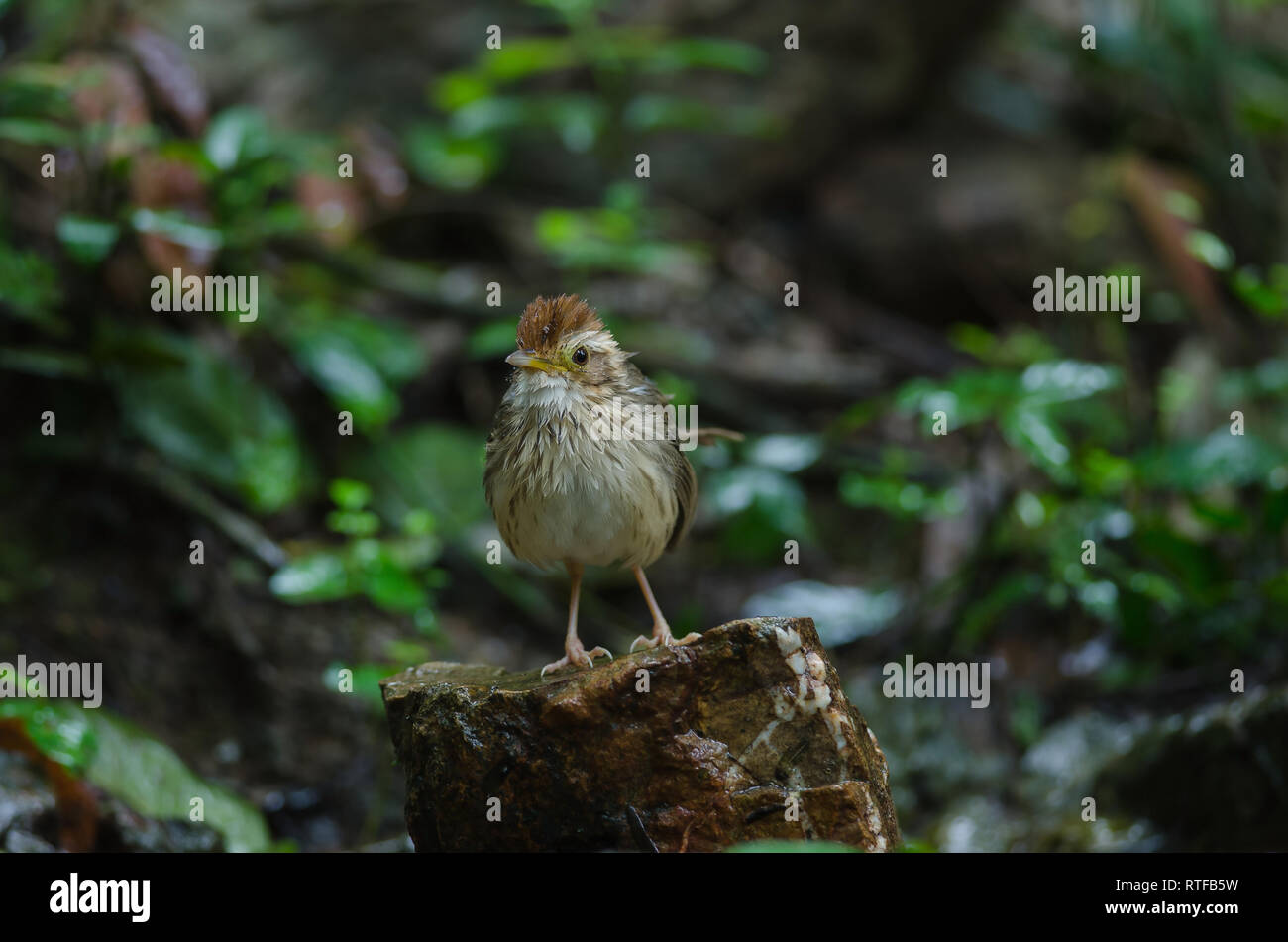 Puff-throated Babbler nella foresta tropicale (Pellorneum ruficeps) Foto Stock