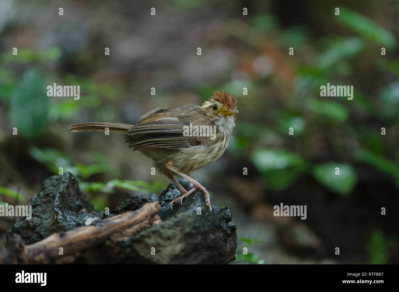 Puff-throated Babbler nella foresta tropicale (Pellorneum ruficeps) Foto Stock