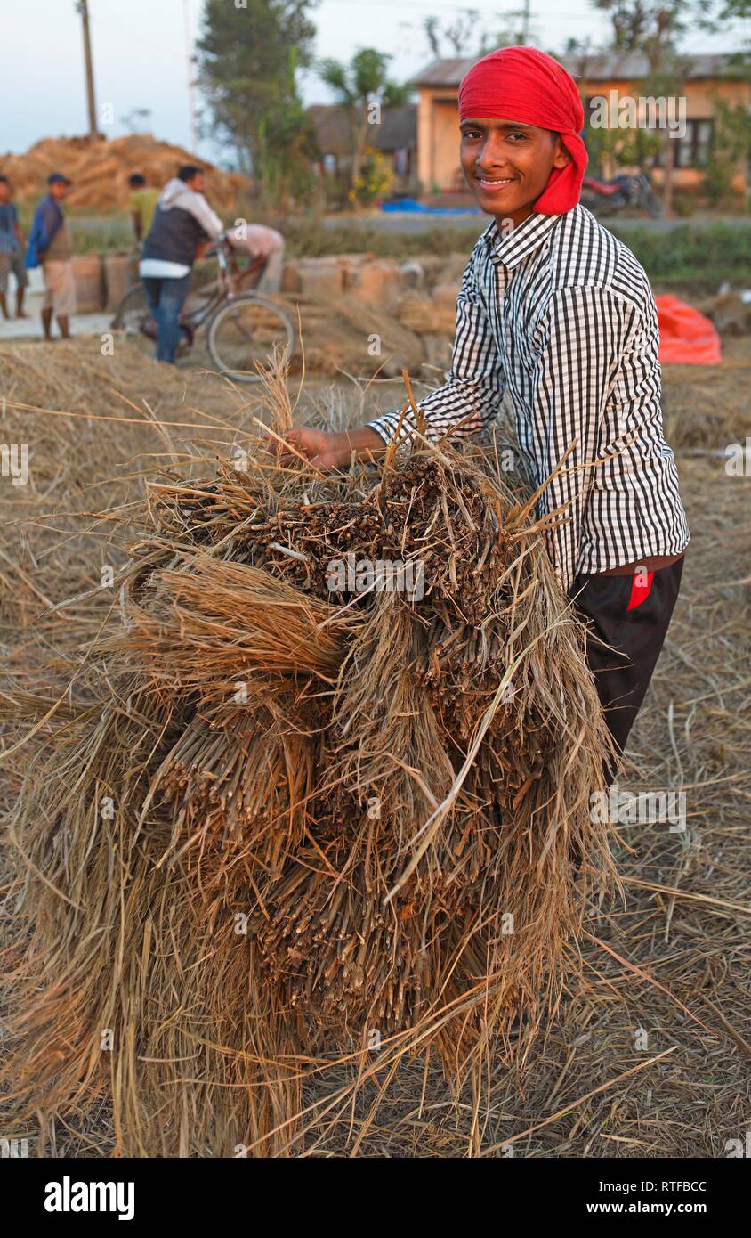 L'uomo, 20 anni, di riso con balle di paglia, Chitwan il parco nazionale, Terai lowlands, Nepal Foto Stock
