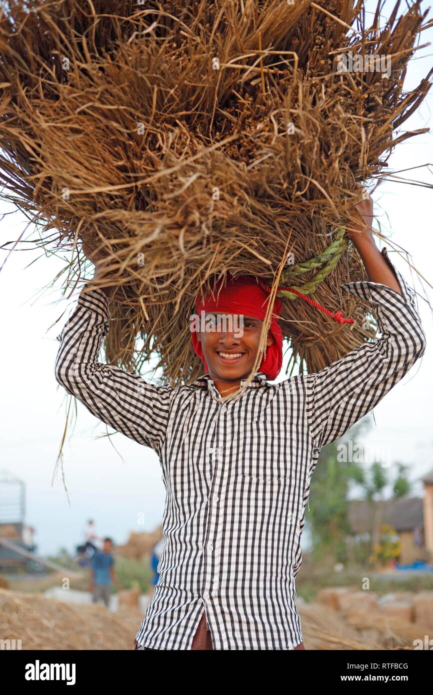 L'uomo, 20 anni, di riso con le balle di paglia sulla sua testa, Chitwan il parco nazionale, Terai lowlands, Nepal Foto Stock