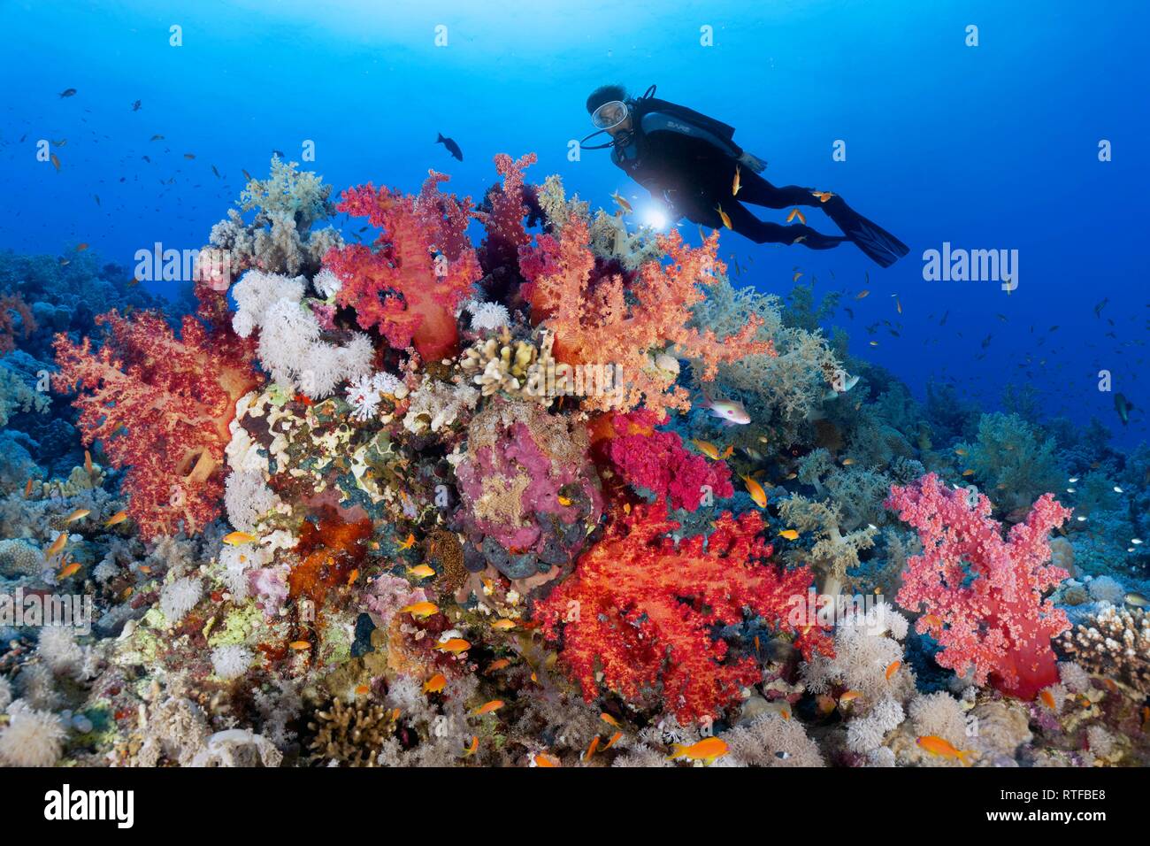 Subacqueo con lampada guardando al Coral reef, densamente ricoperta con diversi coralli molli (Alcyonacea), pietra coralli (Hexacorallia) Foto Stock