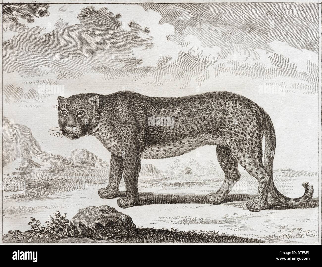 Leopard (Panthera pardus), incisione su rame da Benard dopo Martinet da Histoire Naturelle nell'enciclopedia di Diderot e Foto Stock