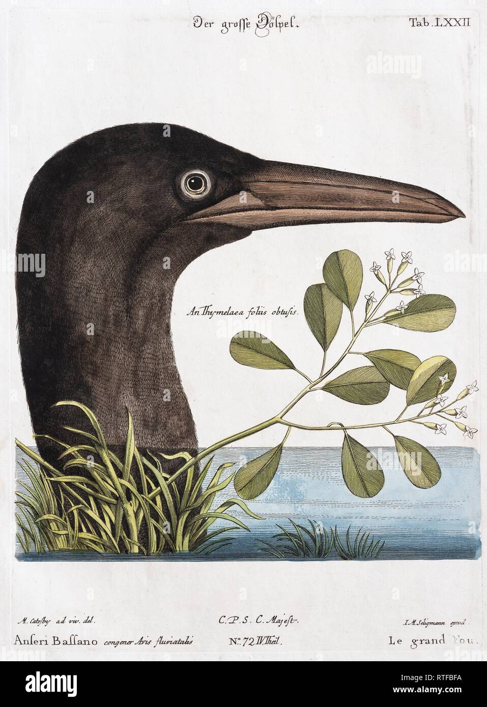 Sulid (Sulidae), colorati a mano incisione su rame di Johann Michael Seligmann dopo Mark Catesby, 1768, Germania Foto Stock