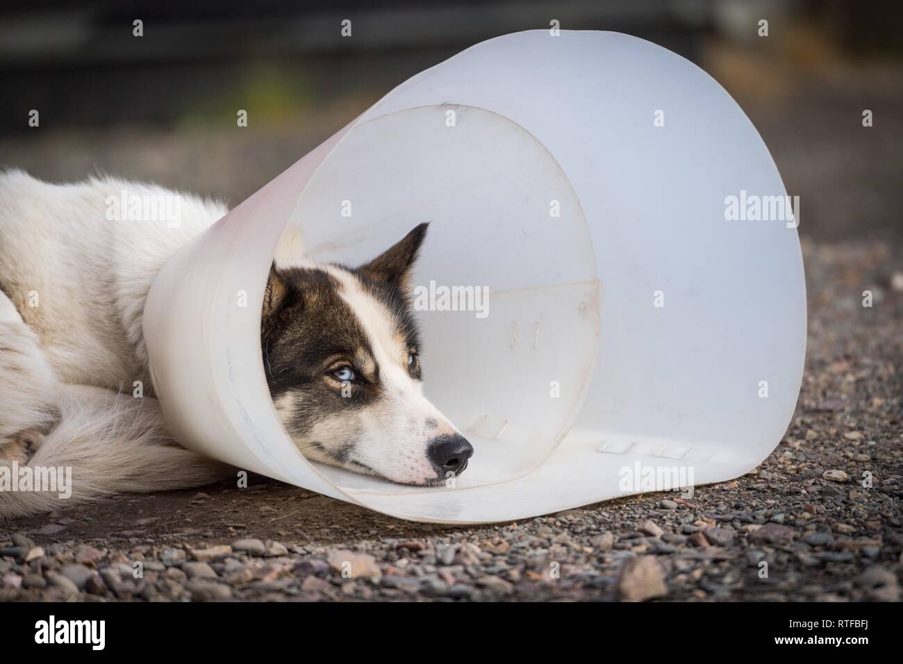 Husky con collo ruff come protezione antigraffio, Longyearbyen, isola Spitsbergen, Spitsbergen arcipelago Svalbard e Jan Mayen Foto Stock