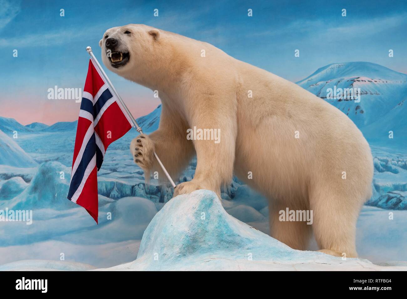 Farcite orso polare (Ursus maritimus) con bandiera norvegese, supermercato, Longyearbyen, Spitsbergen, Svalbard, Norvegia Foto Stock