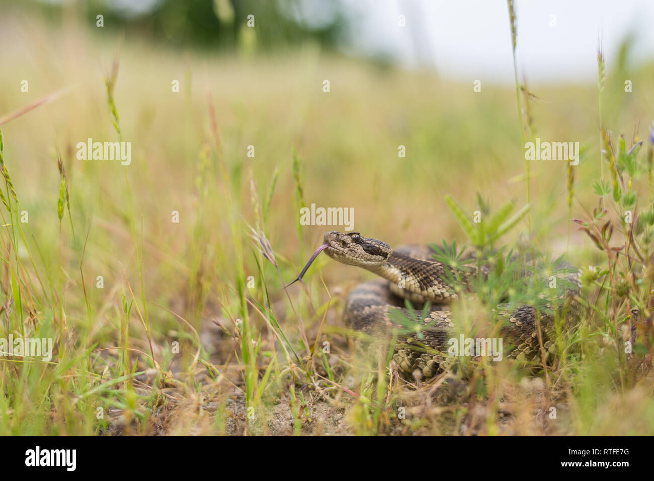 Una grande per adulti curiosi Pacifico settentrionale Rattlesnake scoperto in qualche erba alta vicino a den sito in early-molla, nella California del nord. Foto Stock