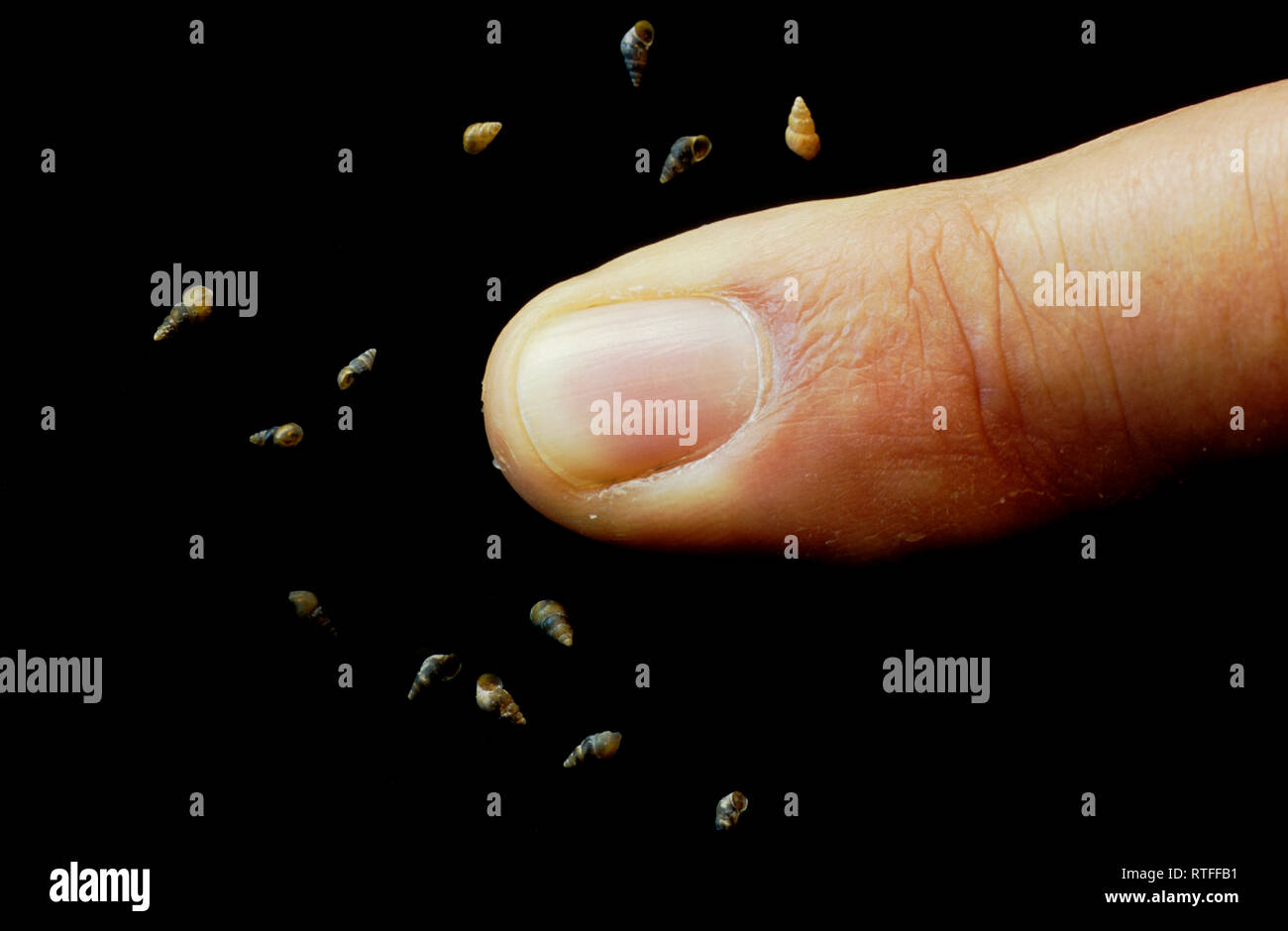 Nuova Zelanda lumaca di fango (Potamopyrgus antipodarum) i serbatoi da Silver Creek in Idaho con un dito per avere una prospettiva. Foto Stock