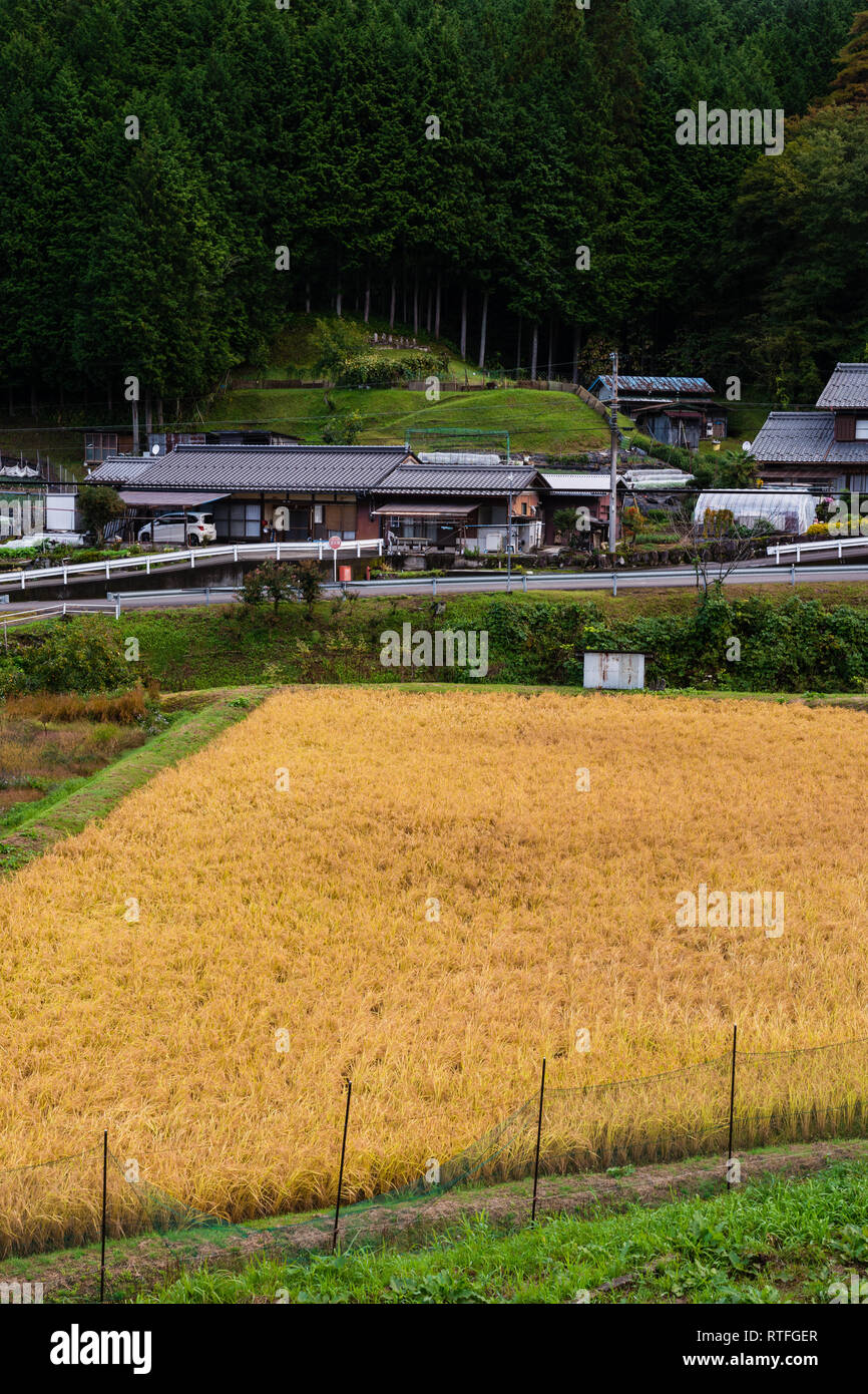 Campagna giapponese con campo di riso Foto Stock