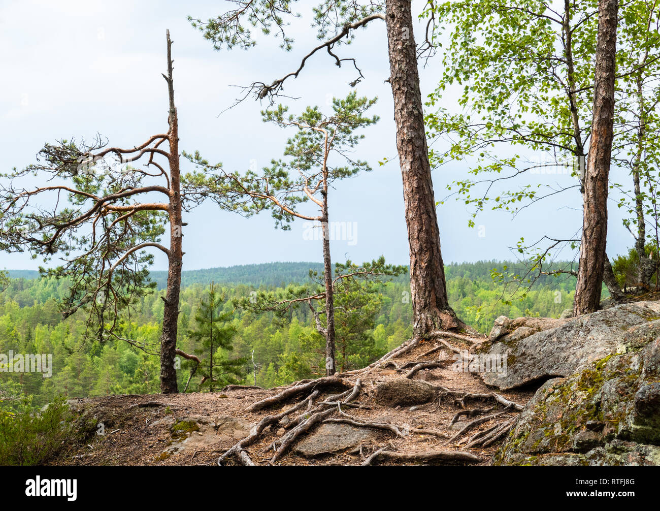 Scenic paesaggio forestale con le radici e il tronco di albero al giorno di estate in Finlandia Foto Stock