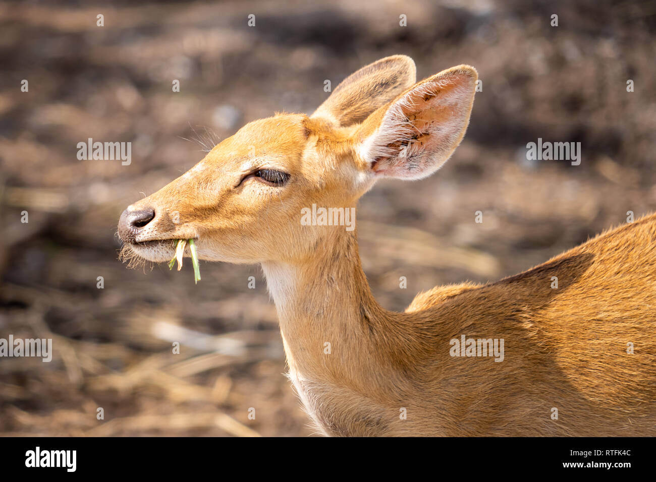 Giallo Little Baby deer mangiare erbe sul terreno Foto Stock