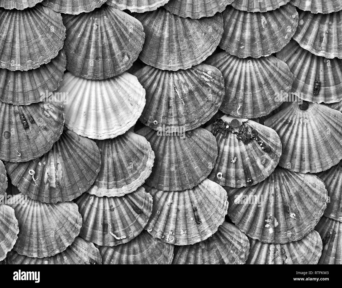 Scaloppa di rivestimento della shell Foto Stock