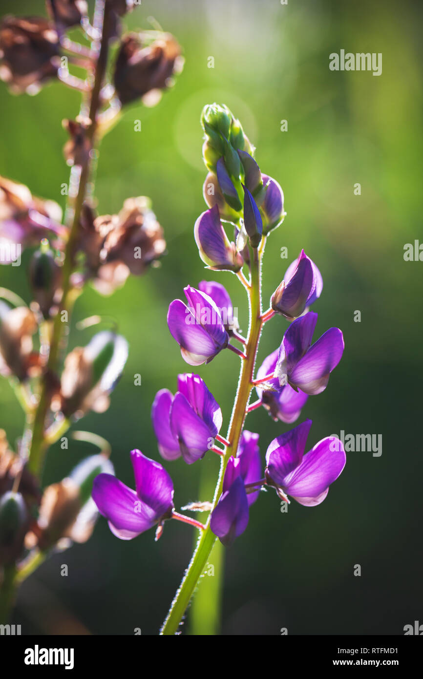 Viola fiore di lupino su sfocata prato verde dello sfondo. Verticale foto macro con selective soft focus Foto Stock