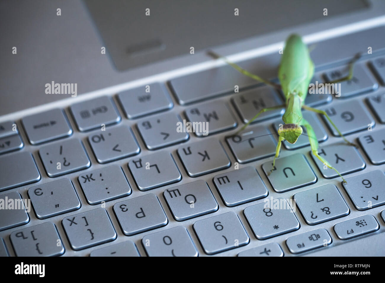 Bug Software metafora, mantide seduto su un computer portatile con tastiera inglese e lettere in russo Foto Stock