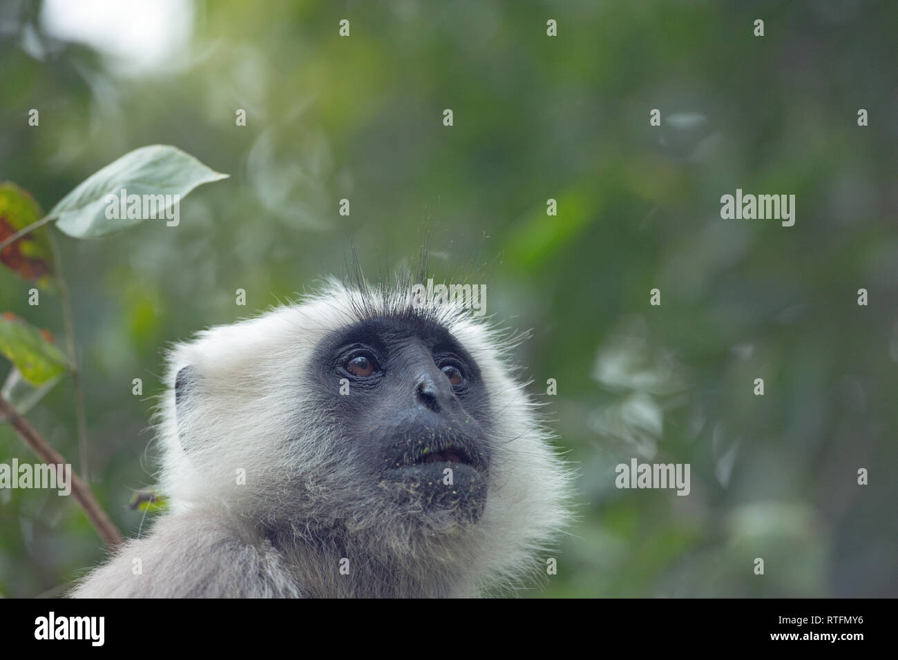 Grigio, Common​, Hanuman Langer (Simia entellus). Monkey. Guardando verso l'alto. Testa in close up. Foto Stock