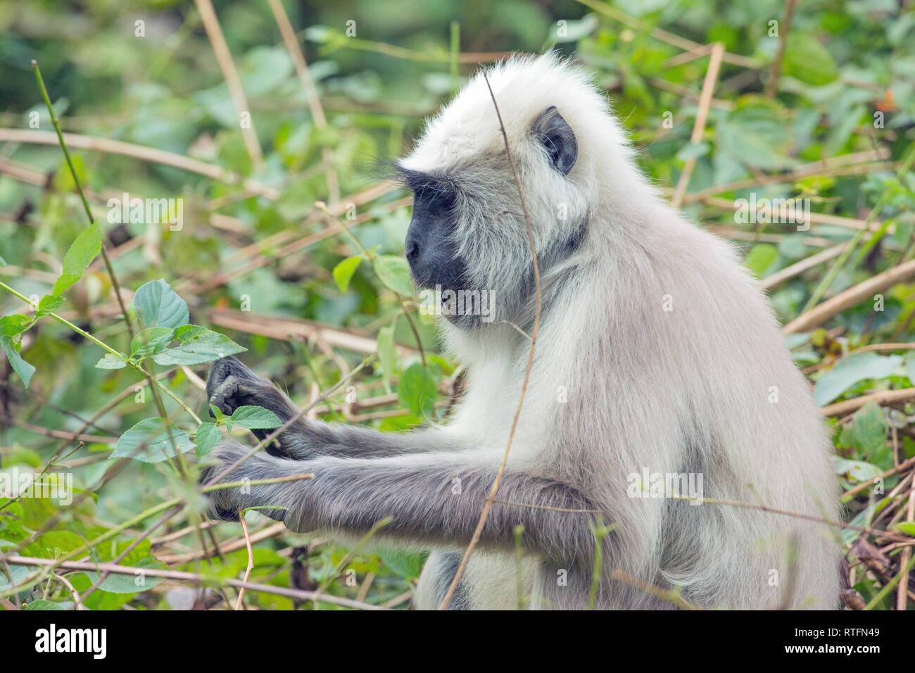 Hanuman o di grigio o di colore grigio o comune o Langur Entellus (Semnopithecus entellus). Ritratto di una femmina adulta, la raccolta di foglie verdi per mangiare. Foto Stock