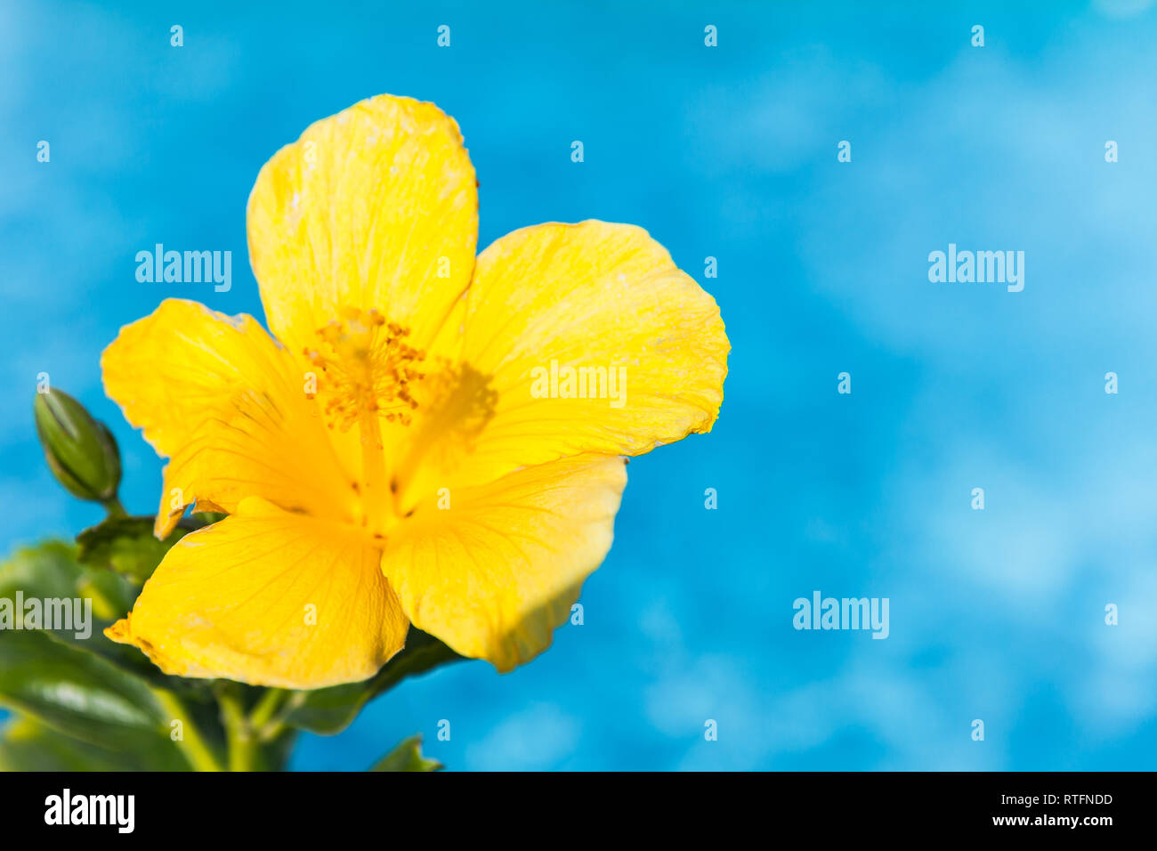 Il giallo dei fiori di ibisco su sfondo blu, vicino la foto con il fuoco selettivo Foto Stock