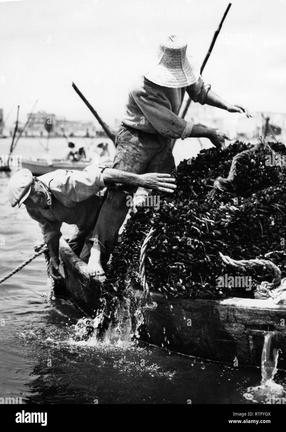Le cozze nel mare di Taranto, 1967 Foto Stock