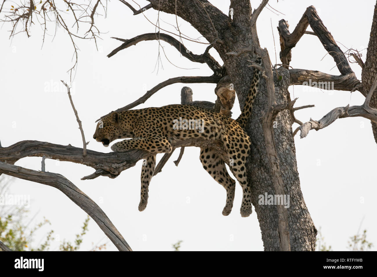 Cheetah appeso nella struttura ad albero Etosha National Park Namibia Foto Stock