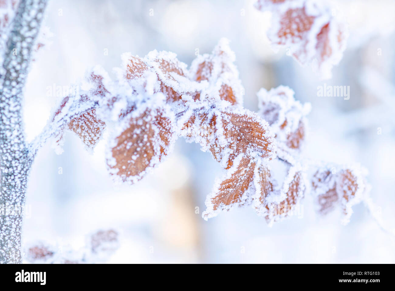 Natura invernale dello sfondo. Congelati ramo con foglie di colore marrone closeup. Soft focus, profondità di campo. SDF. Foto Stock