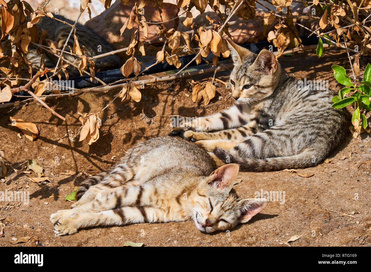 Sultanat di Oman e il Golfo di Oman, Mascat, Quriyat distretto, Quriyat, un villaggio di pescatori, street cat Foto Stock
