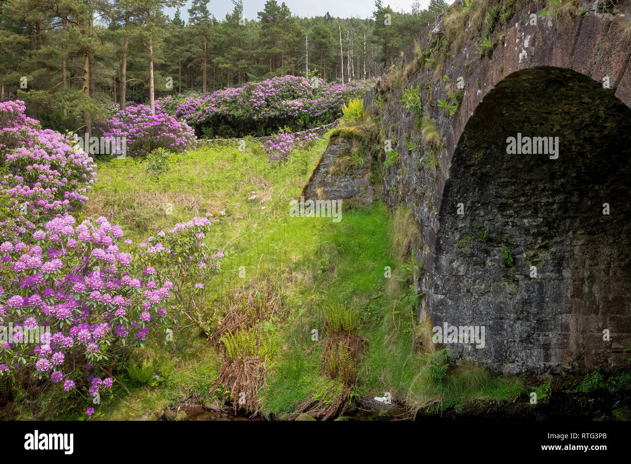 Rhododendron crescente in Vee valle a Tipperary Waterford confine in Irlanda. Foto Stock