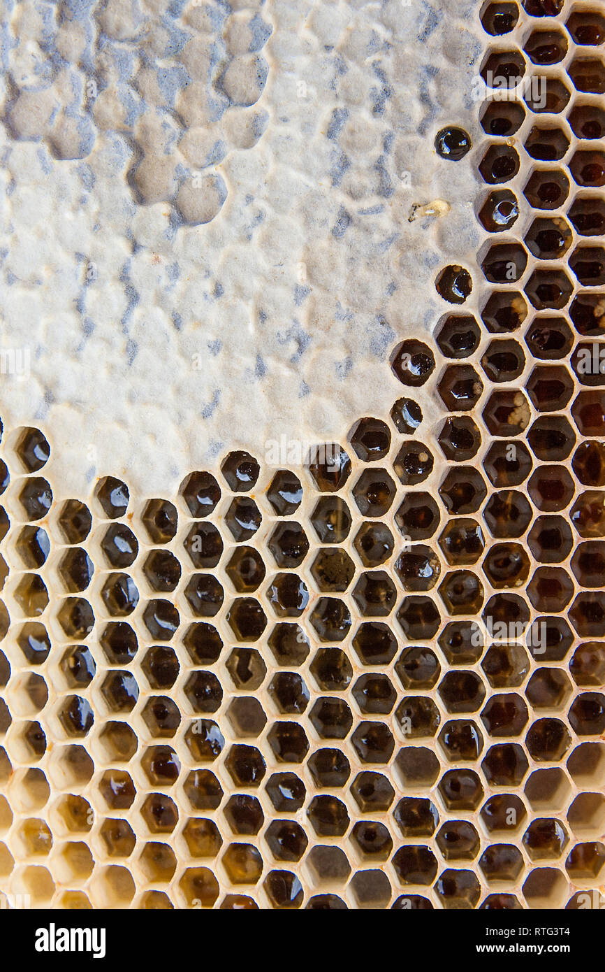Vista ravvicinata del nido d'ape di colore giallo con il dolce miele. Pezzo di giallo con favo di miele dolce come sfondo. Foto Stock
