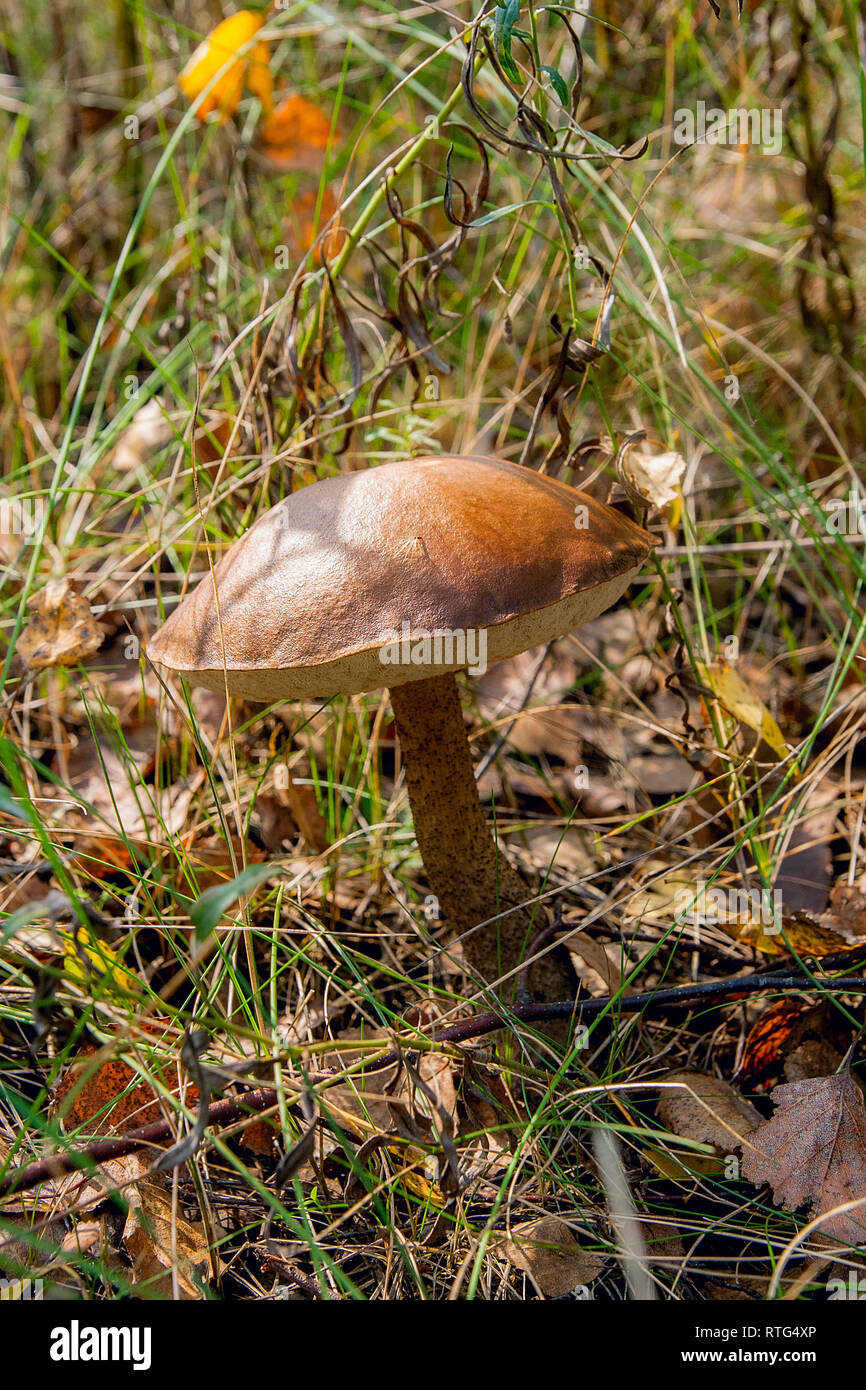 Vista ravvicinata della foresta commestibile fungo tappo marrone boletus crescente nella foresta di autunno tra caduta foglie ed erba. Foto Stock