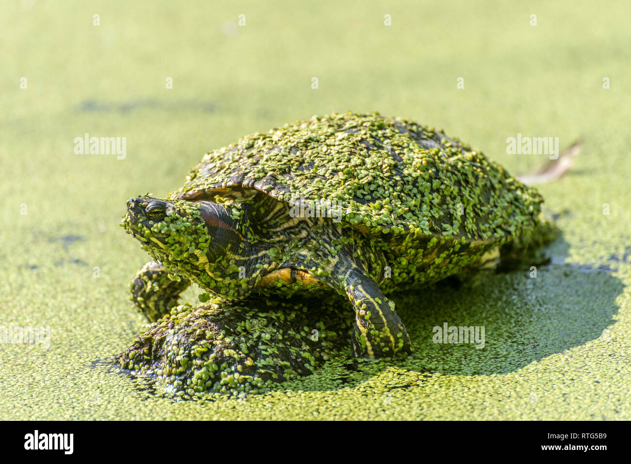 Tartaruga d'acqua si siede con lenticchie d'acqua coperti su una pietra in un lago Foto Stock
